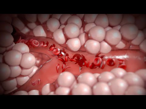 Video: Vad är homozygota och heterozygota genotyper?