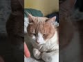 #gatosdomésticos #cat #gatoshermosos #cute #humor #viral #tendencia #parati #fypage #catshorts