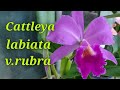 Cattleya labiata v.rubra. Первое домашнее цветение.
