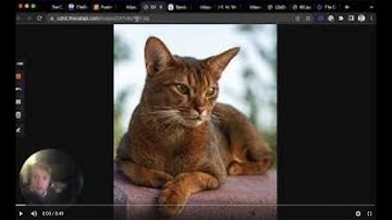 Making your first requests to the Cat API (theCatAPI.com)