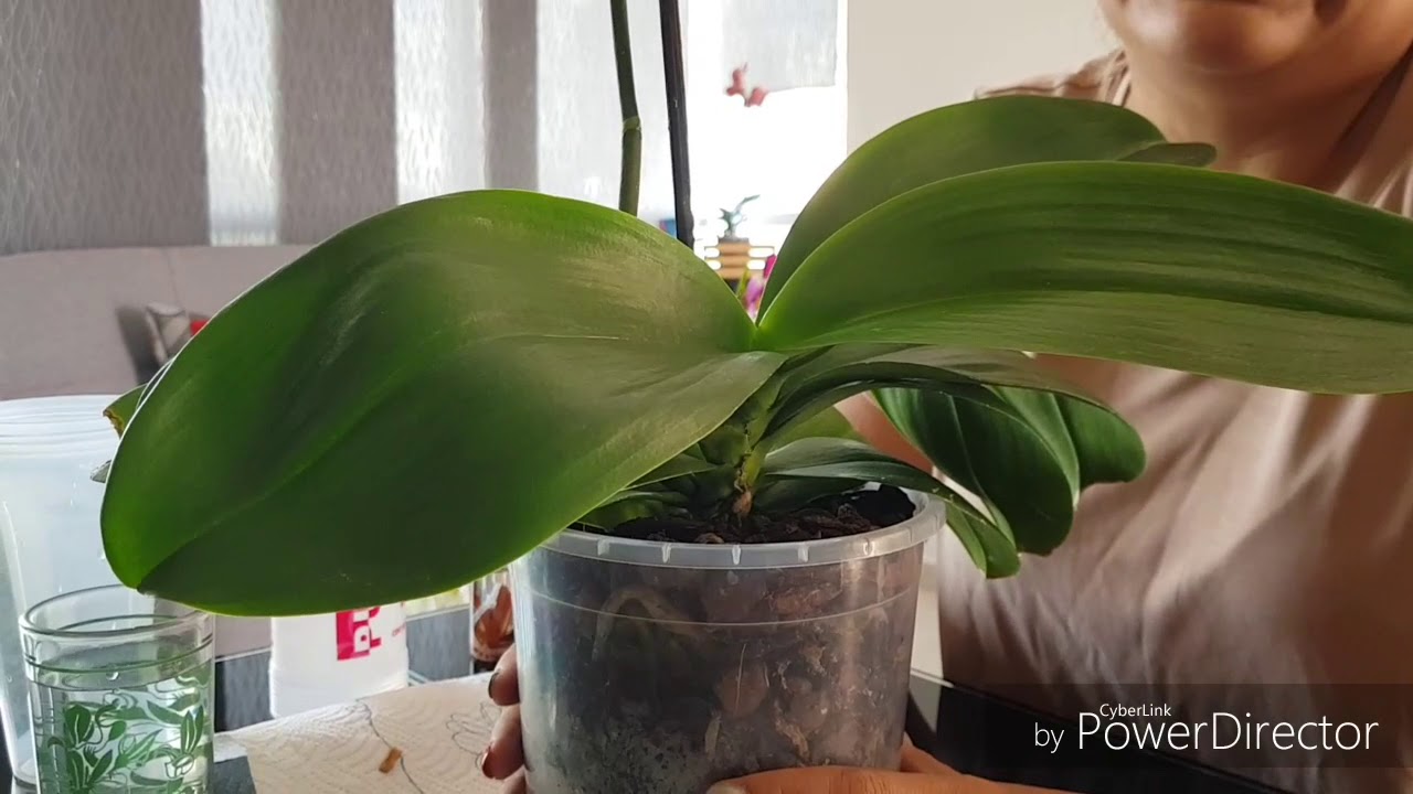 Insecticida casero para tratar y eliminar la cochinilla algodonosa de las orquideas