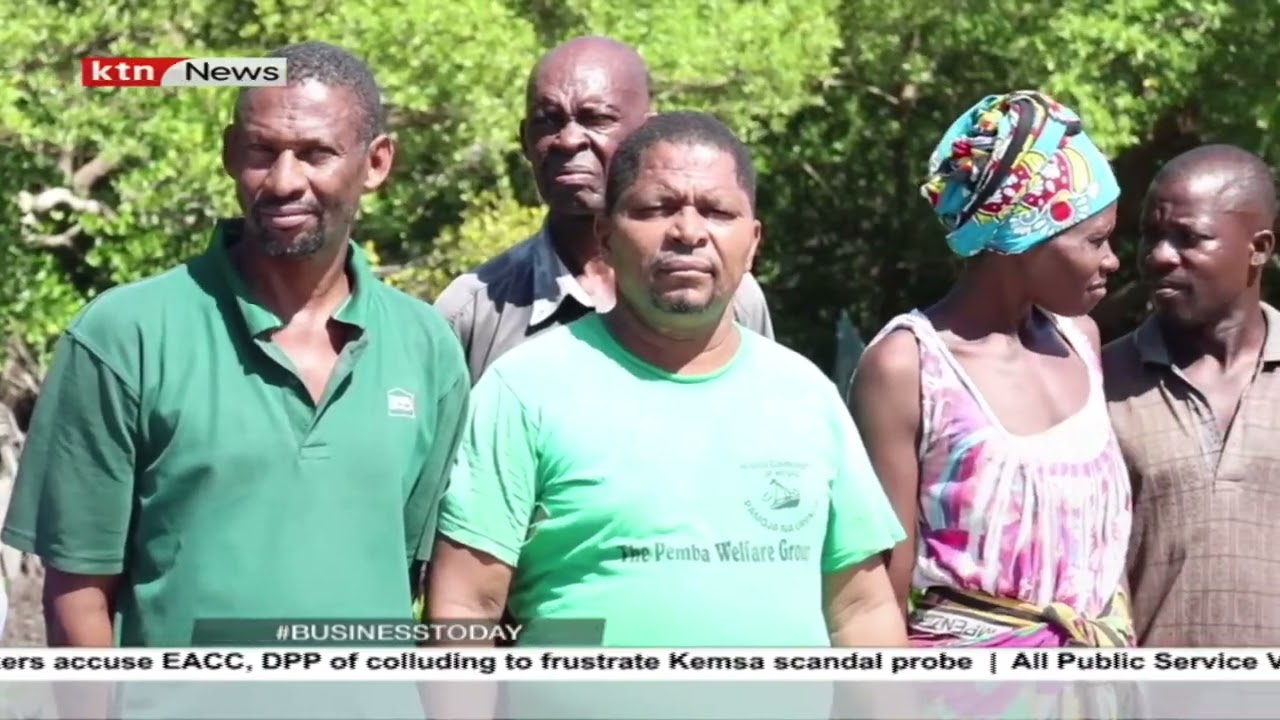 Mangrove forest restoration at Mida Creek area in Kilifi