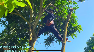 A Hiền leo Cưa Cây Xoài Đài Loan sát những ngôi mộ