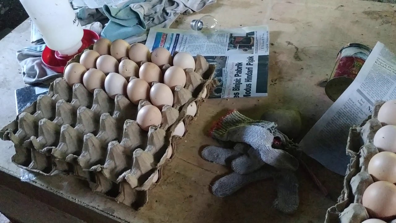 Usaha Sampingan Omset Jutaan, Sukses Beternak Ayam Kampung