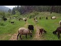 Patika Yollarda ,Ormanda Koyun ve Keçiler Merada Yayılımda 🌿🐏🐐🐕🌿