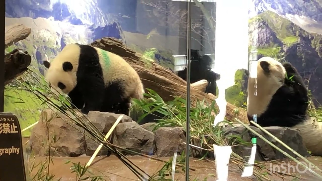 シャオレイまとめ4