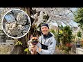 TOKYO CHERRY BLOSSOMS 'LIVE' From the CEMETERY 🌸| March 30, 2025