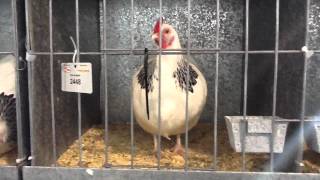 light sussex bantams