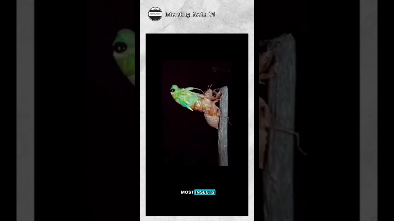 "Cicada Evolution Unveiled: Watch the incredible journey of transformation! 🦗🌿 