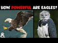 Why Are Eagles So Strong?