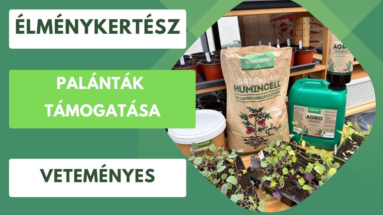 Palánták átültetése és támogatása🌱