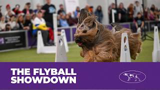 Flyball Dogs at Full Speed 💨🐶 | Westminster 2026 Highlights