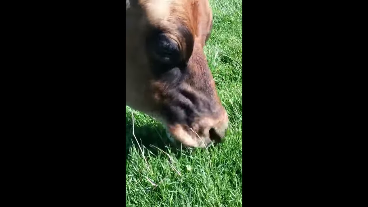 Why Does A Cow Eat Grass Beginner Basics Family Farm Livestock