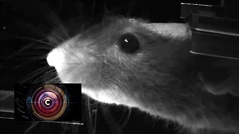 'Virtual reality' for mice to aid neural research - BBC Click