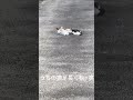 うちの猫足長くね#shorts