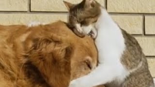 Cute cat and cute dogcute cat dog youtubeshorts youtubevideos youtube قطة ظريفة وكلب ظريق