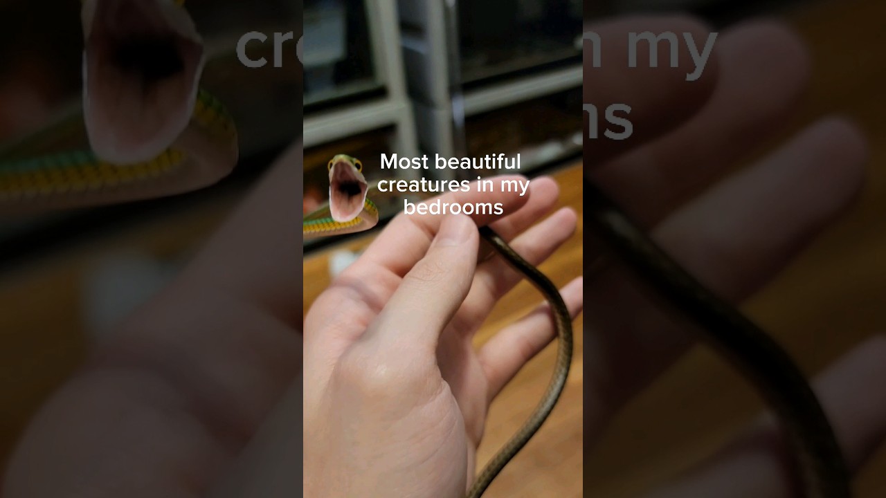 Beautiful but DEADLY! In my house? 