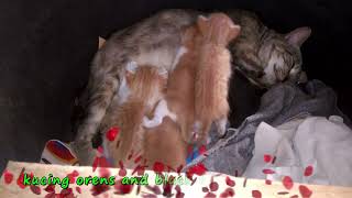 Diary Kucing Berebut Nyusu - Haus Banget