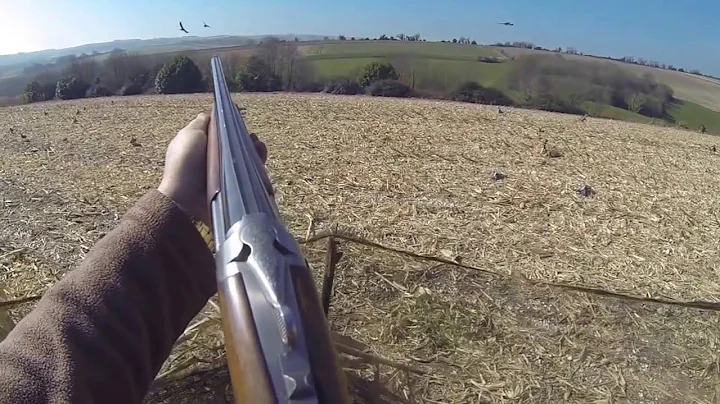 105 PIEGONS OVER COVER CROP + 24 CROWS