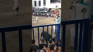 Cogida Toro Cerril En Burriana