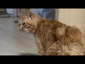 花凛ちゃんねる がライブ配信🐾