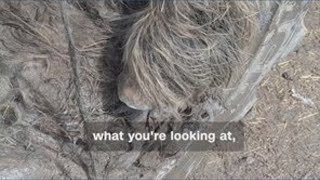 Pony rescued after getting stuck in tire