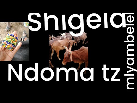 Sogeza Mlyambelele Bhukango Zinga Msambazaji Ndomabulugu Situdio 