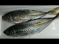 #99 SLS ) Let's Enjoy Clean Fish Cutting Skills Galunggo #viral #galunggong #fish #Cutting #clean #t