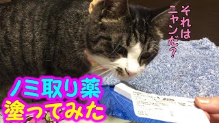 室内飼いの愛猫に、ノミ取り薬を塗ってみた♩ 室内飼いの愛猫に、ノミ取り薬を塗ってみた♩