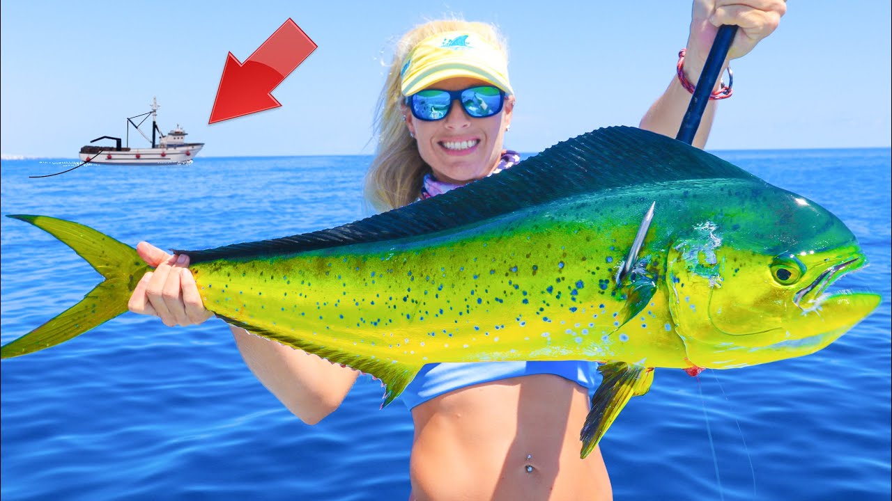 The TRUTH Behind Florida's Dying Mahi Mahi Population! Florida Offshore