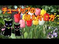 チューリップの植え付け方