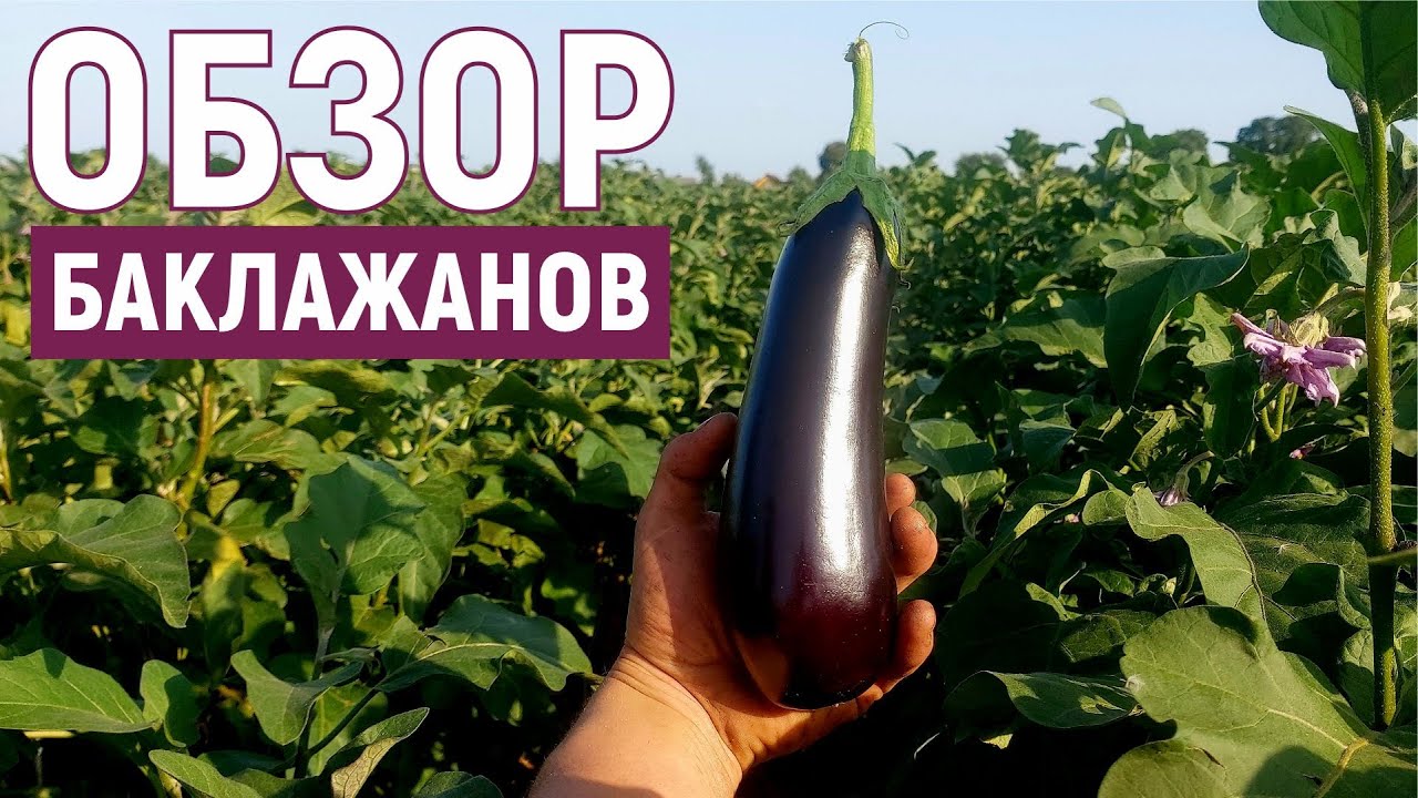 Уход и удобрение