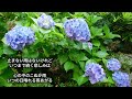 悲しみの旅人よ/松原健之/Cover北原涼
