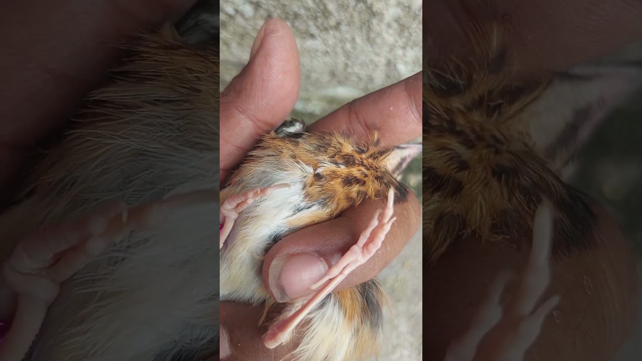 selo ageng 3387 sudah sold out