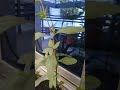 ভারাক্রান্ত গাছ ।আমরা কালিকুছরা বলি । #ihavethisthingwithplants #everyone #highlights #viralvideo