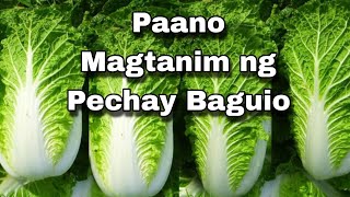 Paano Magtanim Ng Pechay Baguio. Chinese Cabbage