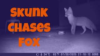 Skunk Chases Fox: A Trail Cam Video