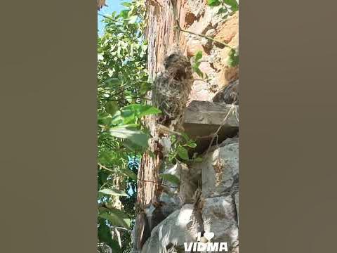 INDIA HAMING BIRD NEST VIRAL VIDEO YouTube
