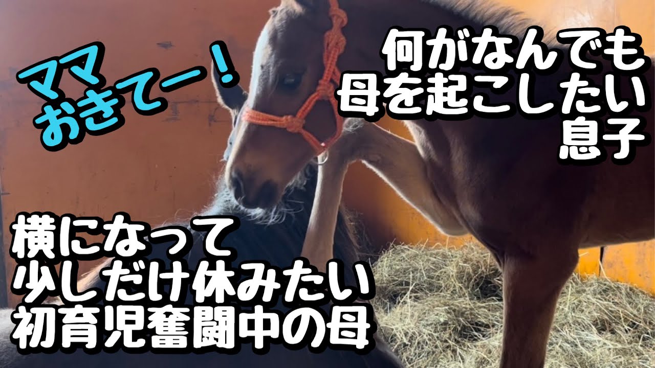 少し休憩したい母馬(寝不足でお疲れ気味)と何がなんでも母に起きて欲しいとねっこの戦い【仔馬】