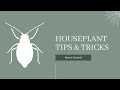 How to Prevent Insects on your Houseplants 2023
