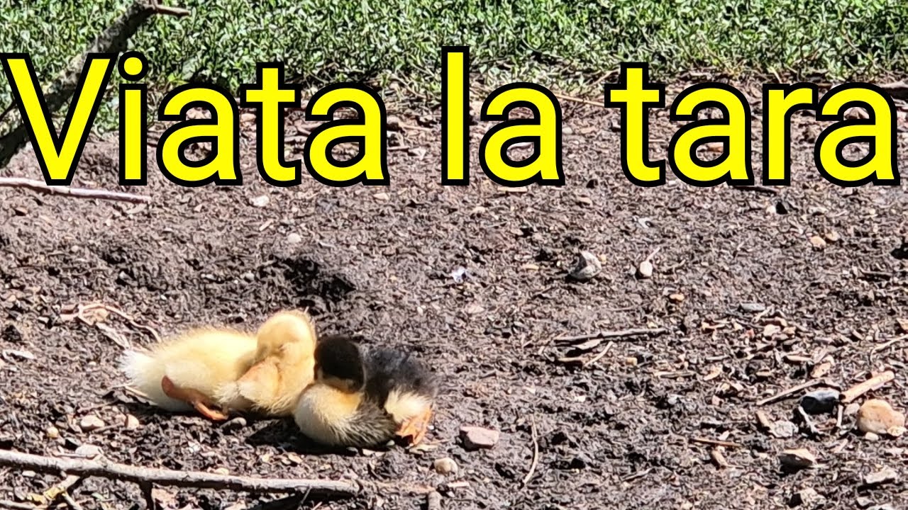 Viata la tara dupa ploi