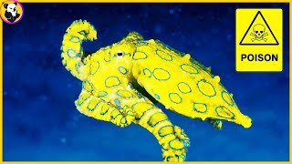DANGEROUS Animals You Should NEVER Touch: Top 10 !