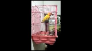 Our Cute & Talented Parrot