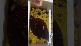 update burayak umur 2 bulan. #cupang #ikanhias