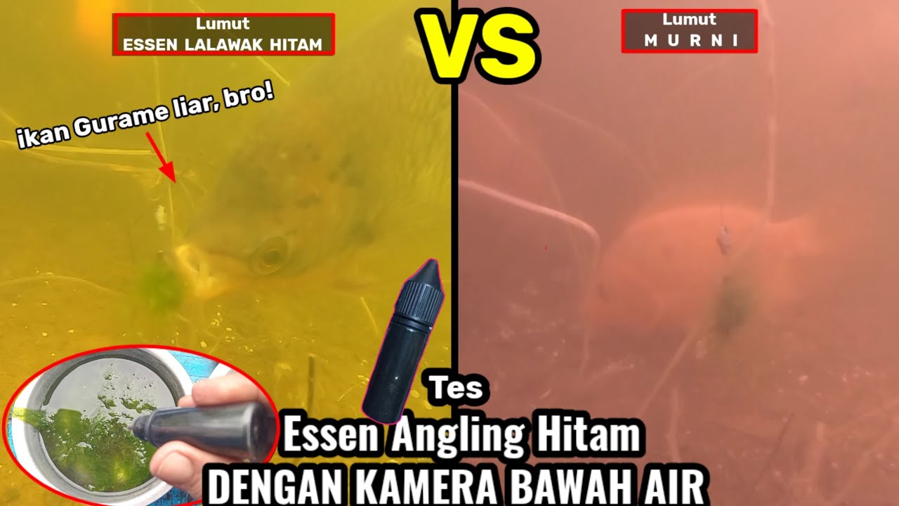 Tes Essen ANGLING HITAM pada umpan lumut dengan kamera bawah air || Essen Viral matak gacor!