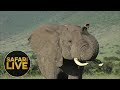 safariLIVE - Sunrise Safari - January 5, 2019