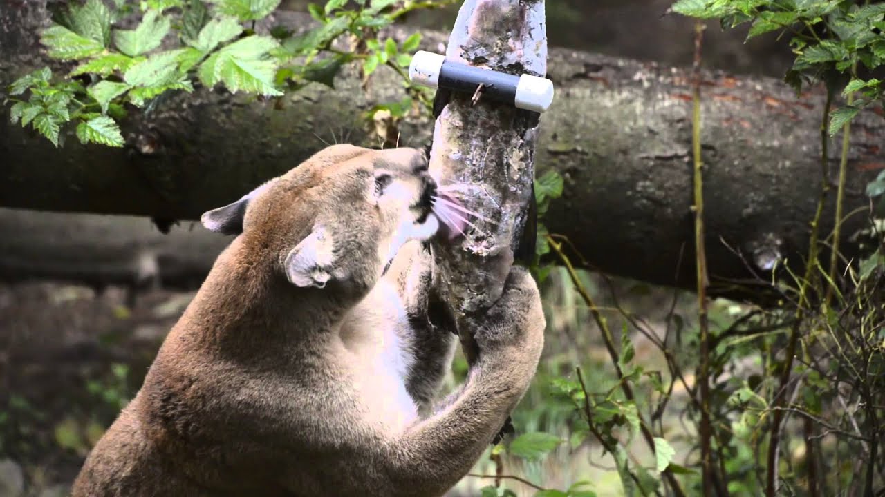 Cougar vs. salmon