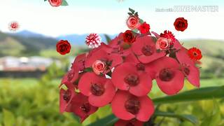 sunflower garden || dekhiye live || Rose garden || Rose || sunflower