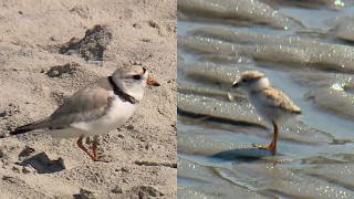 Maine sees record piping plover numbers during 2026 season