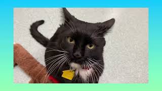 Meet Eddie at Dakin Humane Society